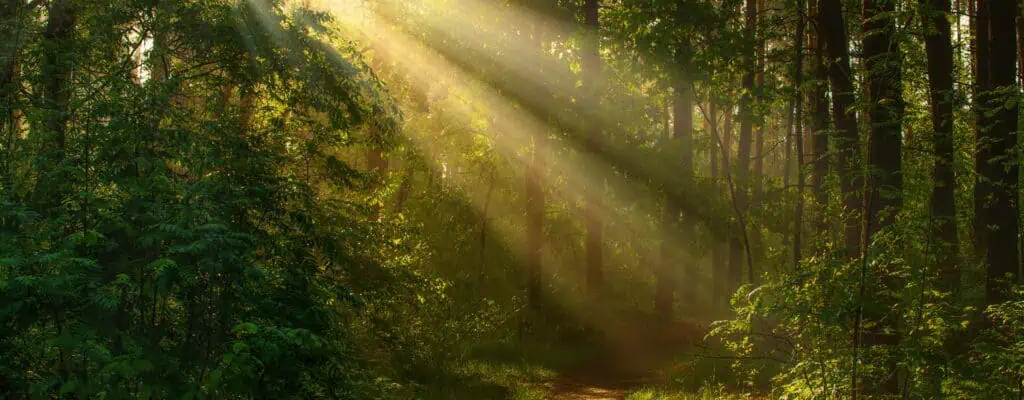 Sun rays shining through green forest trees in a peaceful setting.