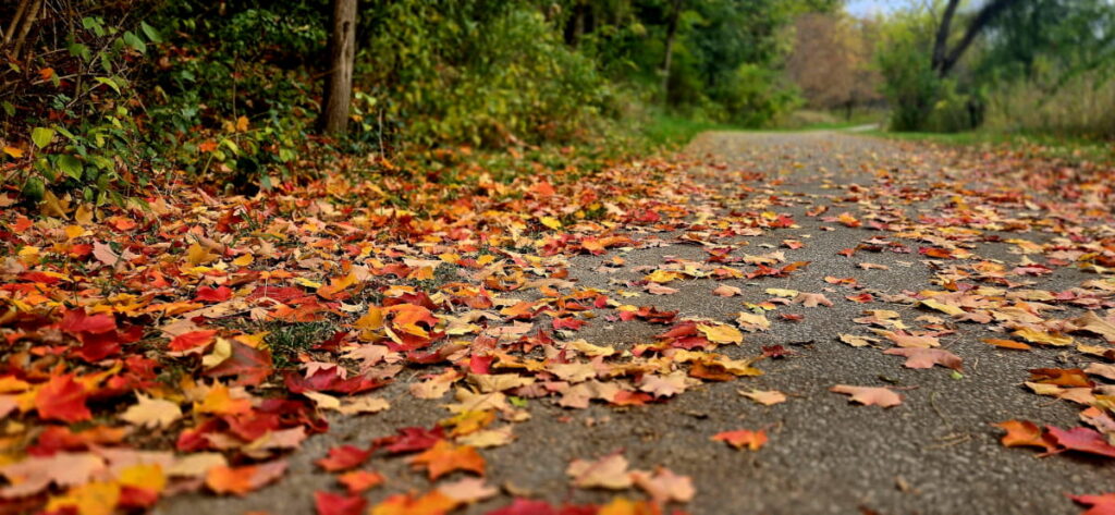 Fallen autumn leaves cover a paved walking trail in a park.