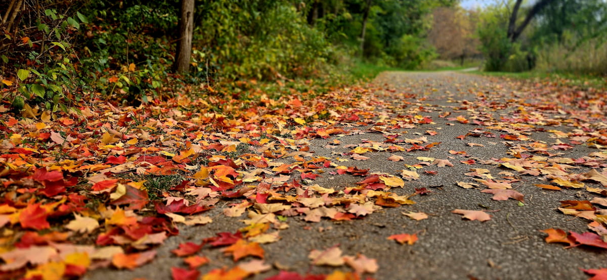 Fallen autumn leaves cover a paved walking trail in a park.
